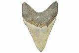 Fossil Megalodon Tooth - North Carolina #358931-1